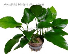 Anubias barteri var nana